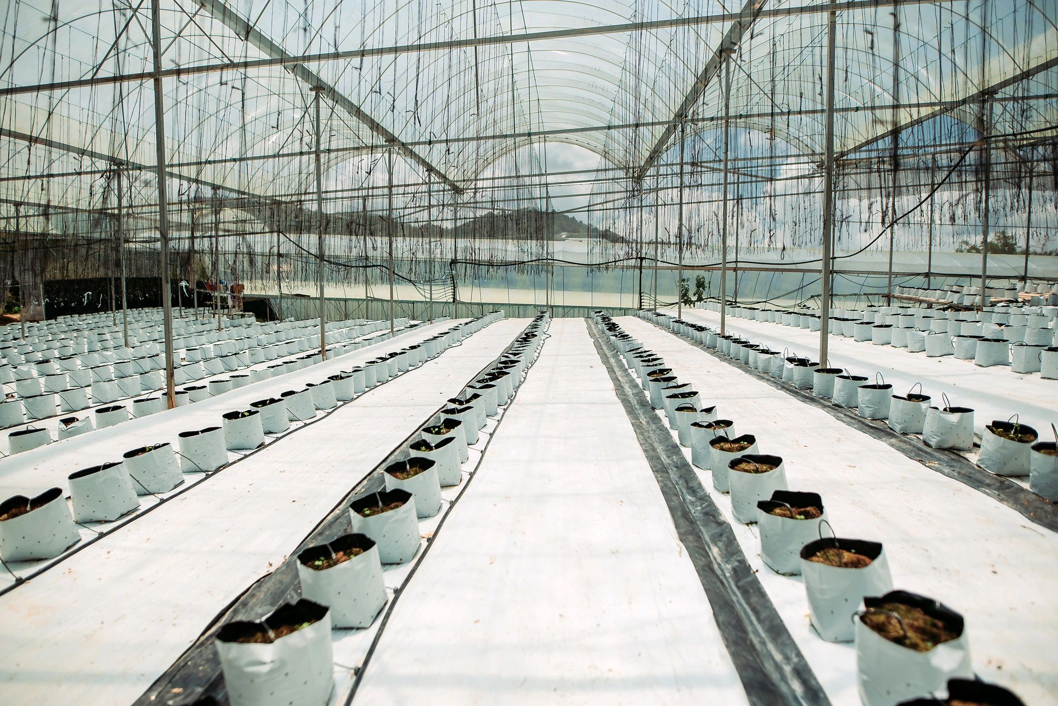 Cultivos en invernadero representando productividad agrícola