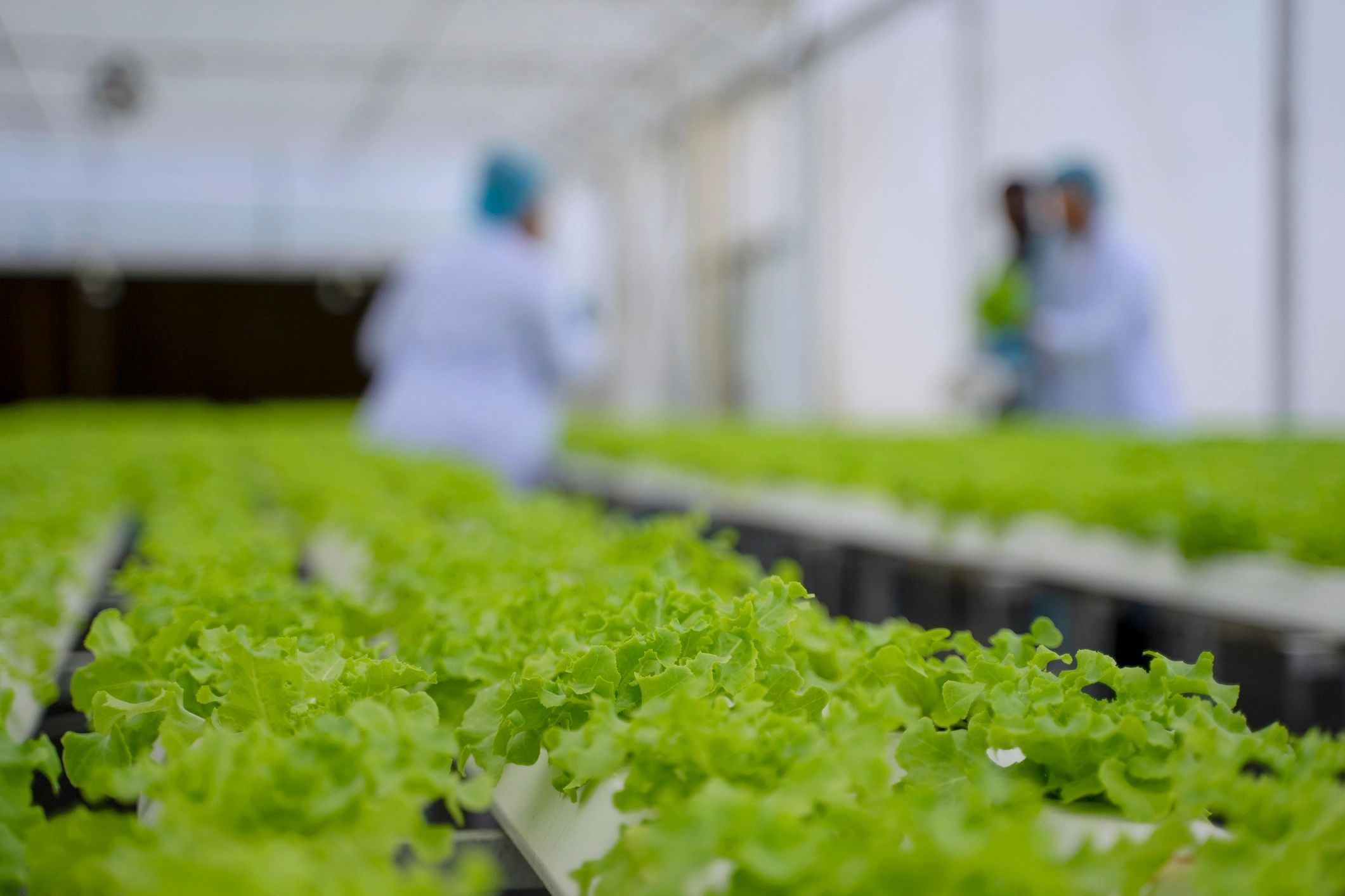 Productor revisando cultivos en sistema agrícola protegido