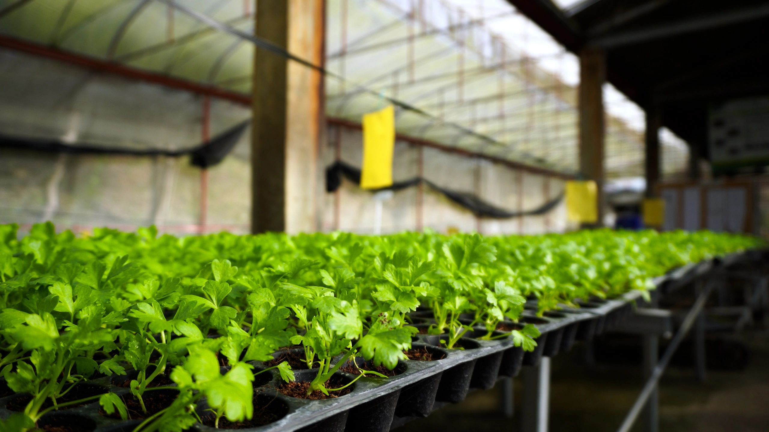 Producción agrícola sostenible en vivero