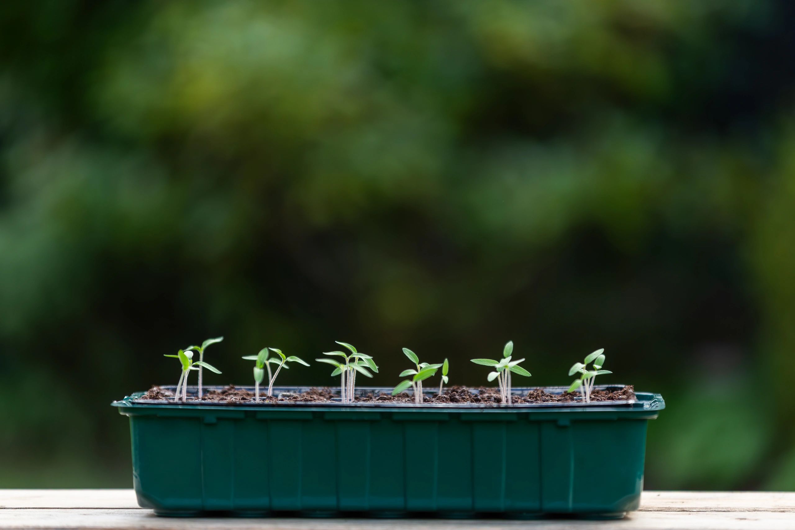 Bandeja de germinación con plántulas jóvenes